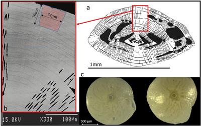 Intrashell Variability of Trace Elements in Benthic Foraminifera Grown Under High CO2 Levels